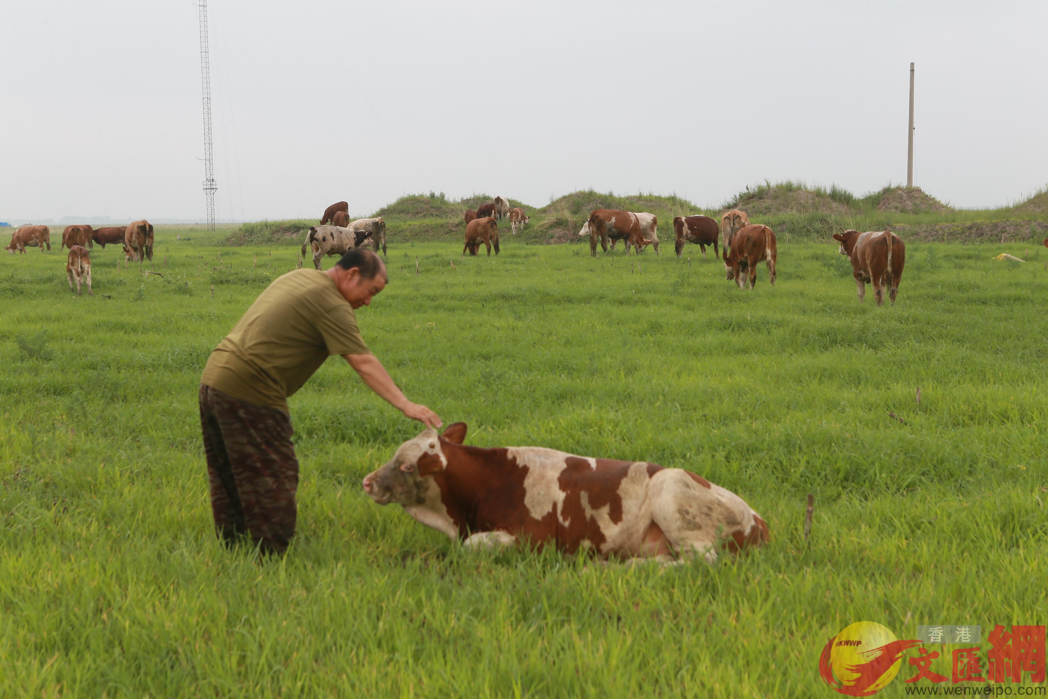  王振平通過小額免息貸款擴大了養殖規模A13頭牛是他今年的希望C]記者 盧冶 攝^