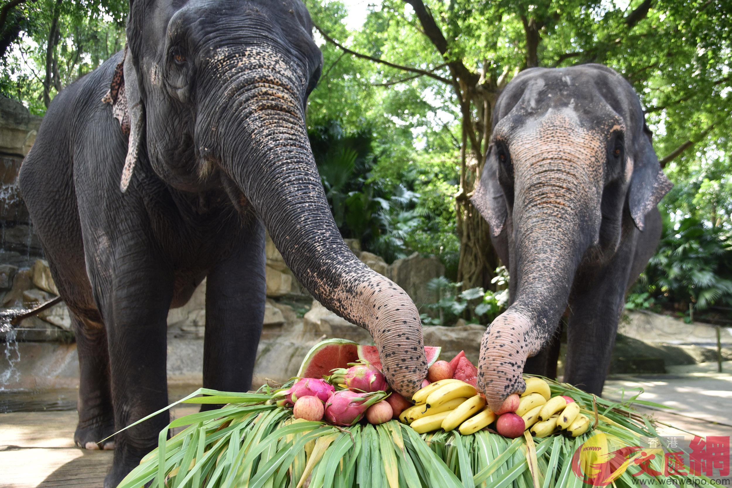 8月12日是u世界大象日vA深圳野生動物園大象獲得屬於自己的u蔬果大餐v ]記者郭若溪攝^ 
