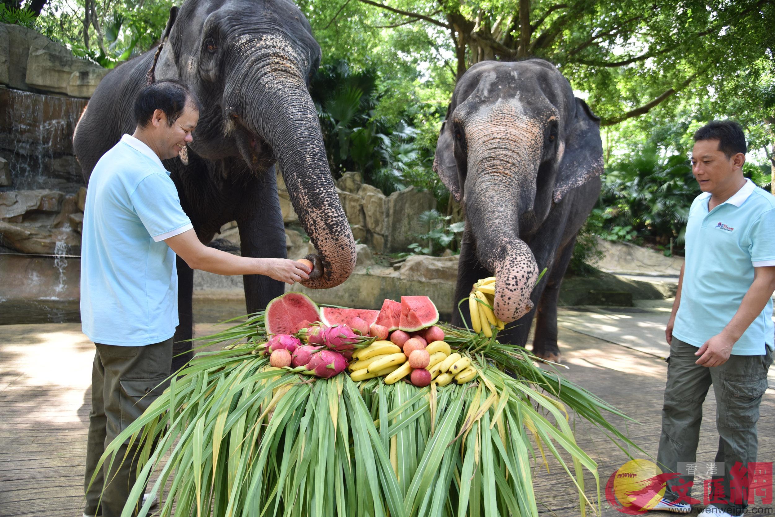 8月12日是u世界大象日vA深圳野生動物園飼養員為園內的大象準備了豐盛的u蔬果大餐v]記者郭若溪攝^