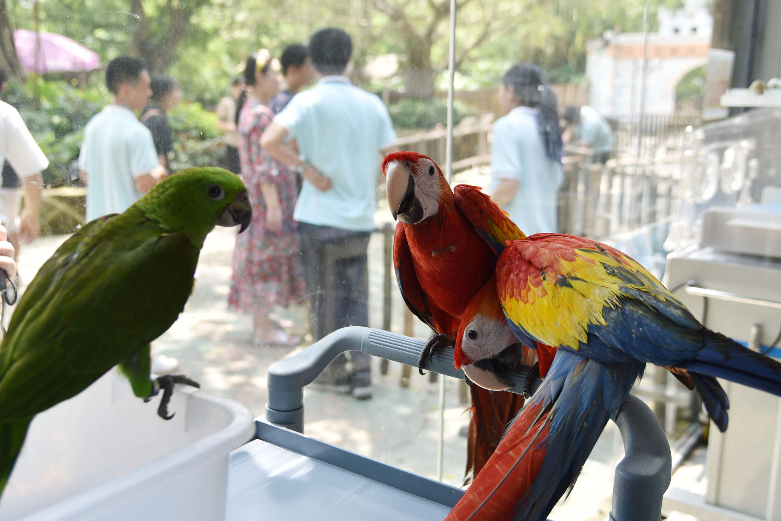 黃冠亞馬遜鸚鵡(左)和緋紅金剛鸚鵡(右)在動物園飼養員悉心照料健康長大