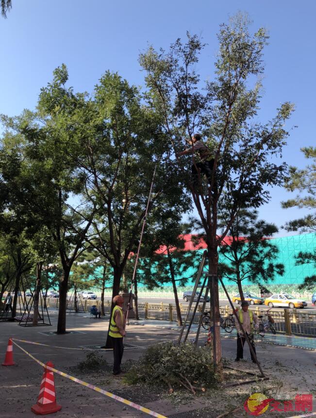 工人正在修整天安門廣場附近的樹木(記者 葛沖 攝)