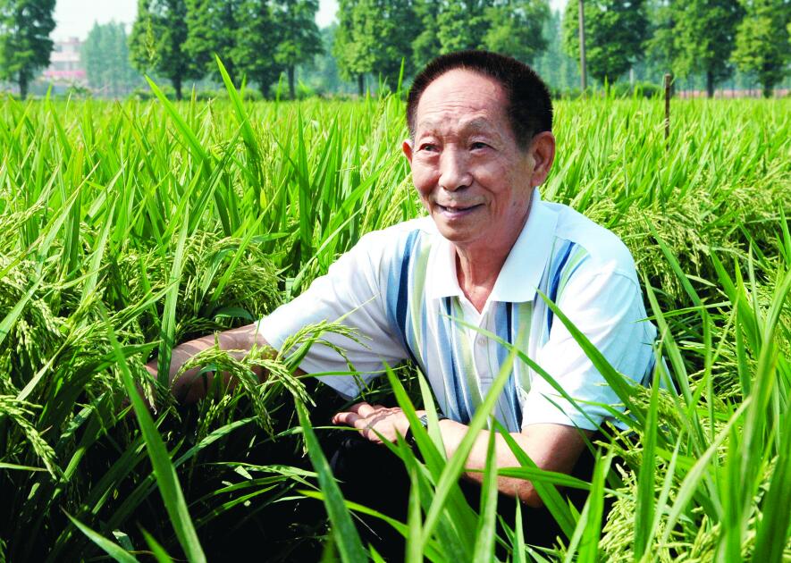 袁隆平在工作中]資料圖 ^