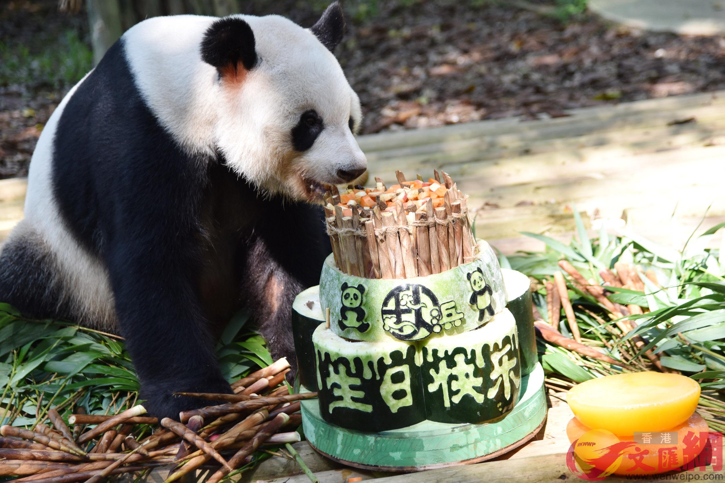 大熊貓秋濱在品嚐自己的生日蛋糕 記者 郭若溪攝