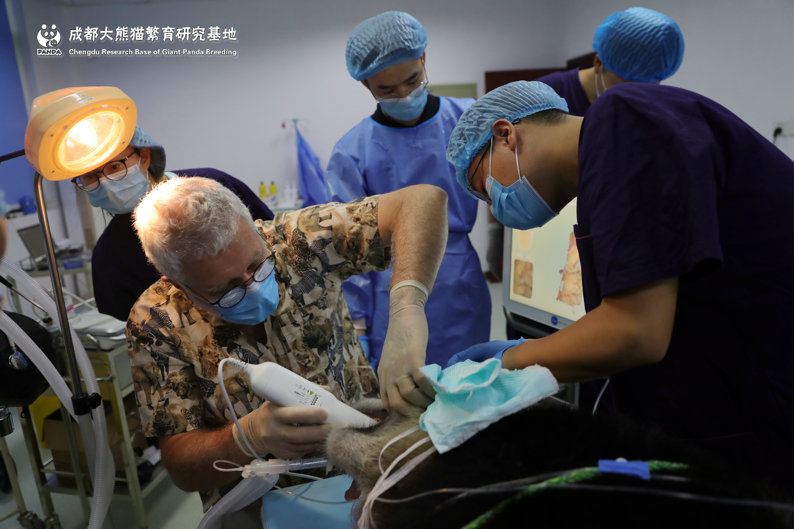 南非獸醫牙科專家Cedric Tutt博士檢查熊貓基地大熊貓口腔健康(成都大熊貓繁育研究基地供圖) 