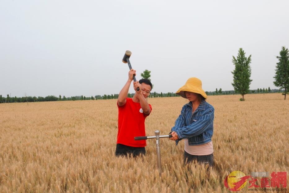 中國農大研究生在曲周小麥示範田做土壤取樣實驗]記者 顧大鵬 攝^