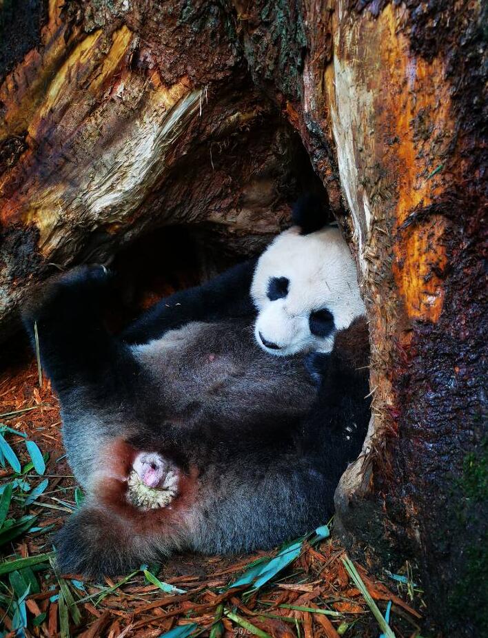 參與野外引種的大熊貓u喬喬v在天台山野外順利產下一對雙胞胎(中國大熊貓保護研究中心供圖)
