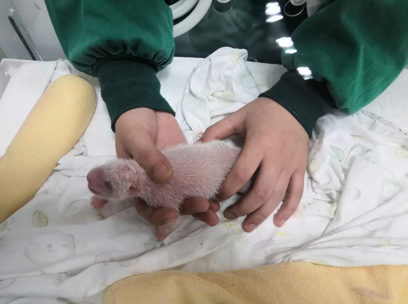 這是首對在野外出生的熊貓幼仔A其中大仔被工作人員送往神樹坪基地接受人工哺育(中國大熊貓保護研究中心供圖)