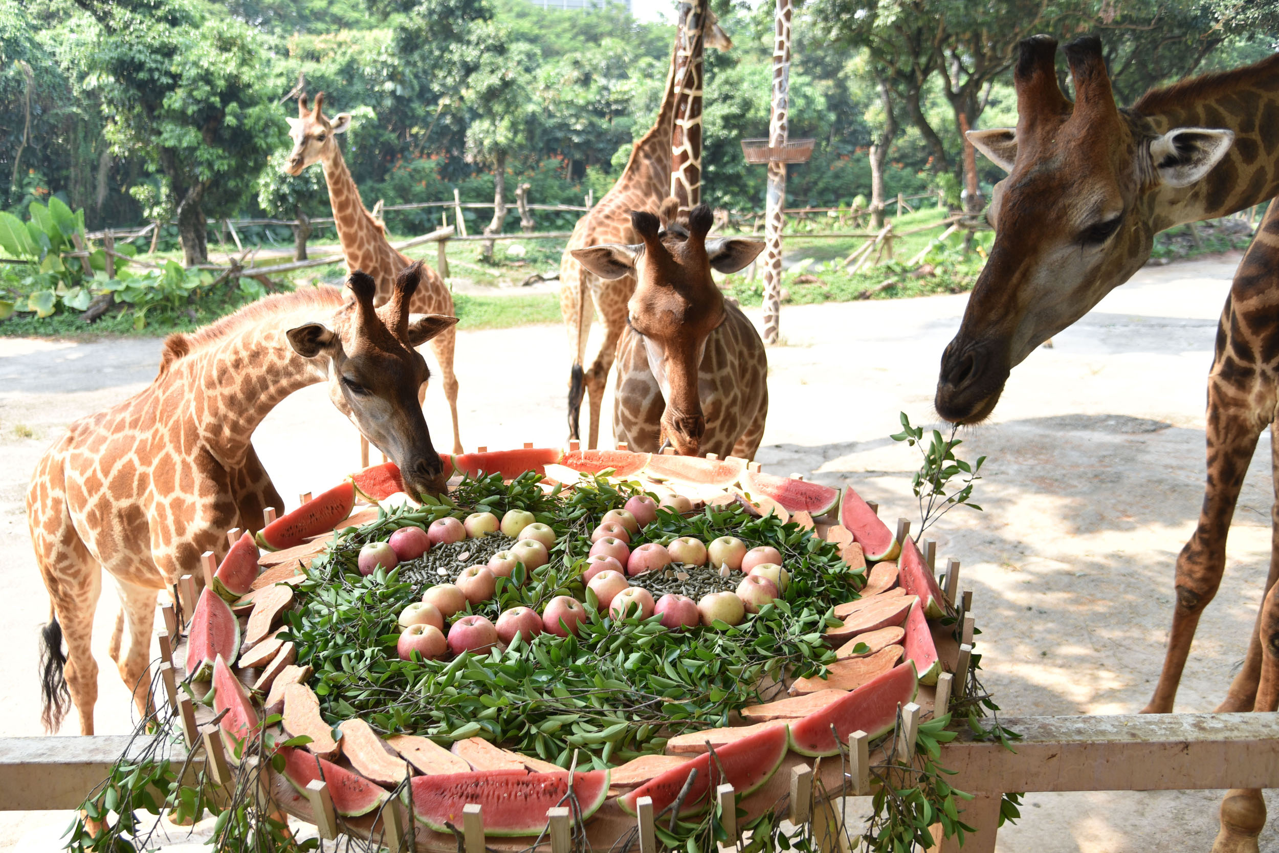 長頸鹿與深圳野生動物園共慶生日
