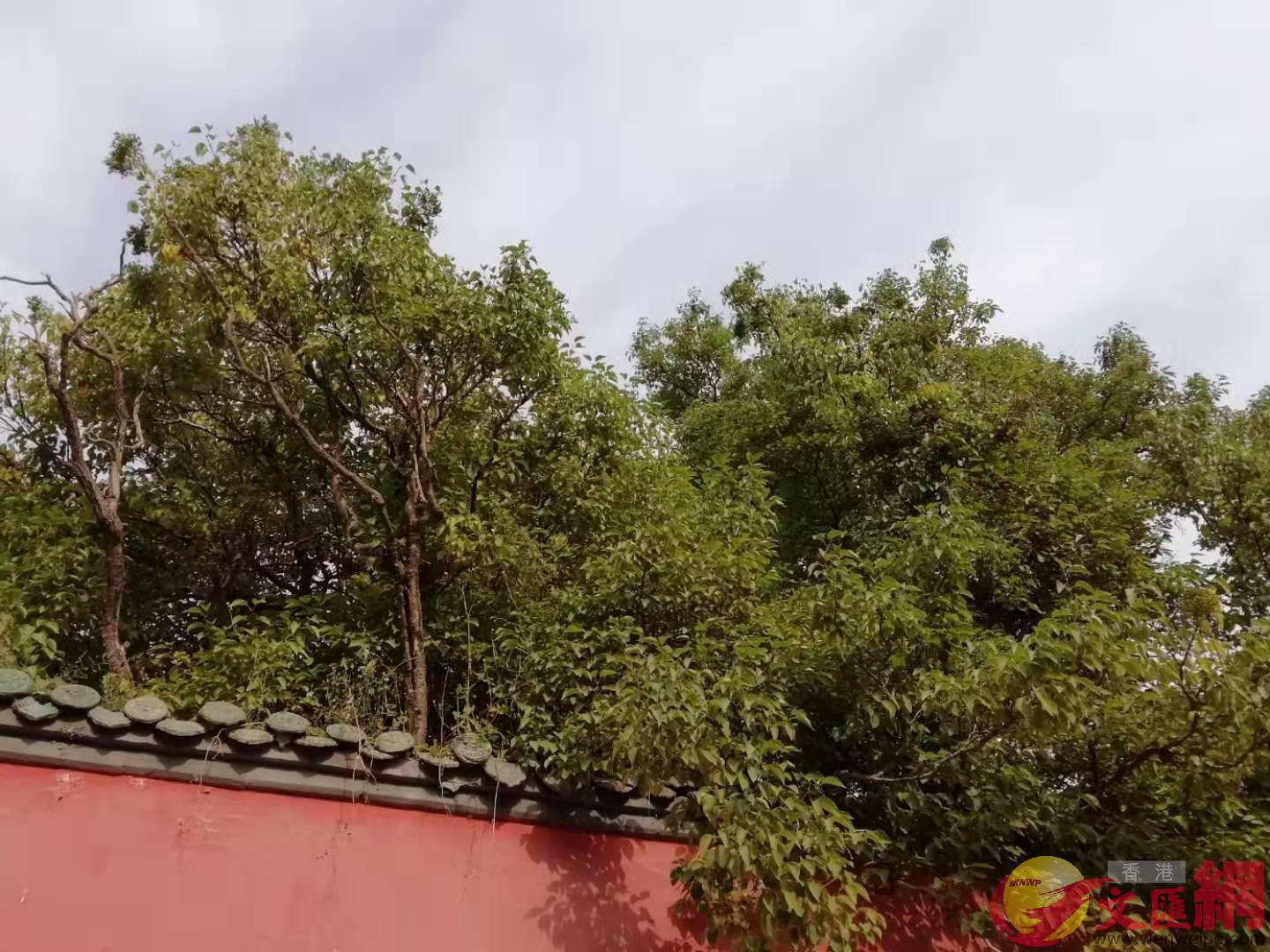 塔爾寺神奇的菩提樹枝繁葉茂]記者 李昌鴻 攝^ 