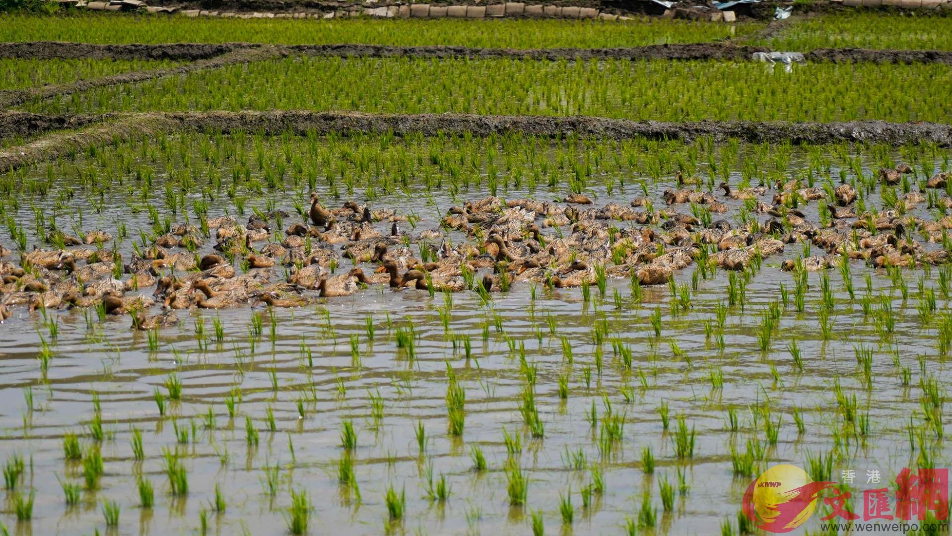 吉林省農民在稻田養鴨A實現生態效益B經濟效益共贏C]資料圖片^
