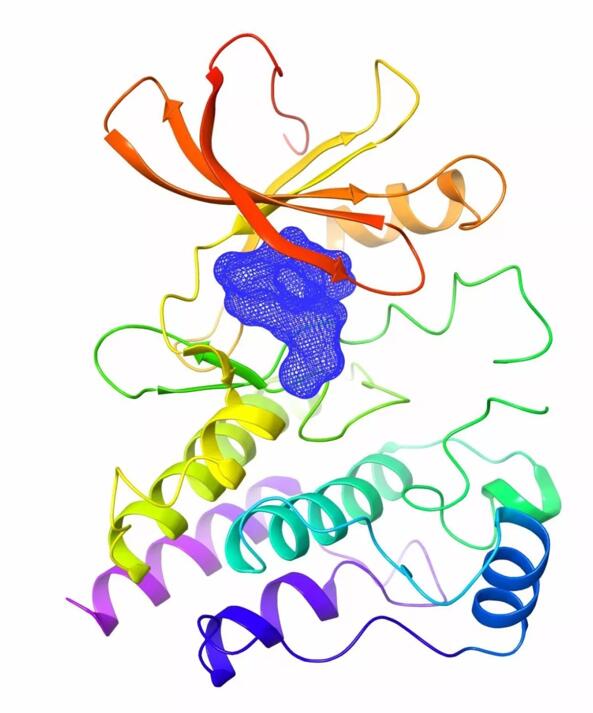 澤布替尼與BTK蛋白複合物晶體結構圖(截圖)
