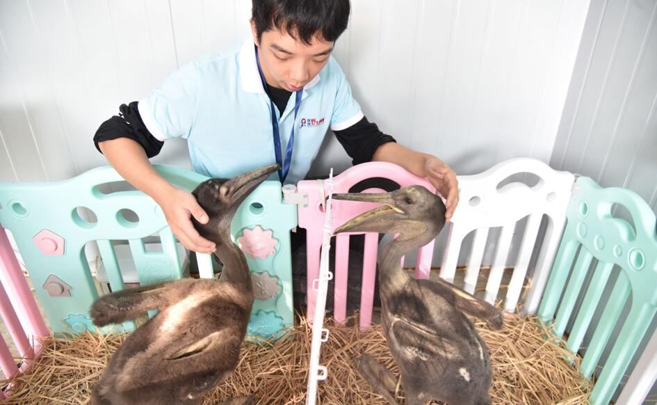 兩小白鵜鶘經過動物園飼養員一個多月的悉心照料健康成長