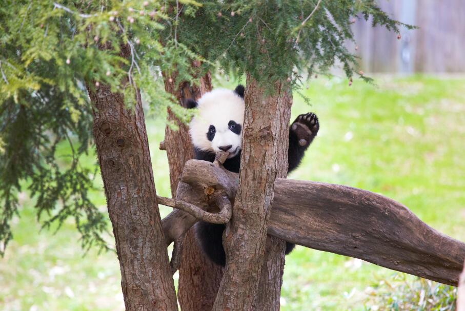 大熊貓u貝貝v2015年在美國史密桑寧國家動物園出生(受訪者供圖)