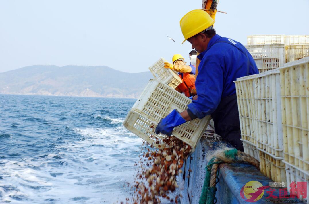 獐子島漁業工人在底播蝦夷扇貝幼苗 (記者宋偉 攝)