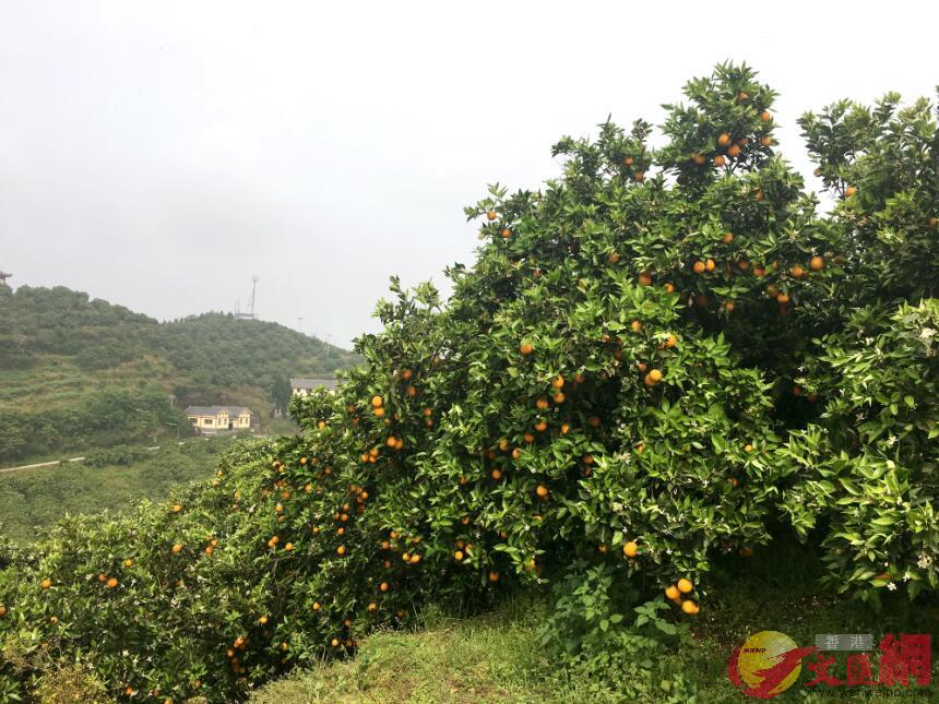 資料圖G位於三峽庫區的忠縣近年來大力發展柑橘產業(張蕊 攝)