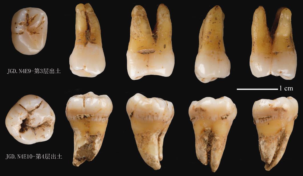 疥疙洞遺址發現的早期現代人牙齒化石�C(陝西省考古研究院供圖)