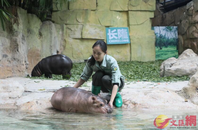 倭河馬與河馬內地首次同展�]記者胡若璋攝�^
