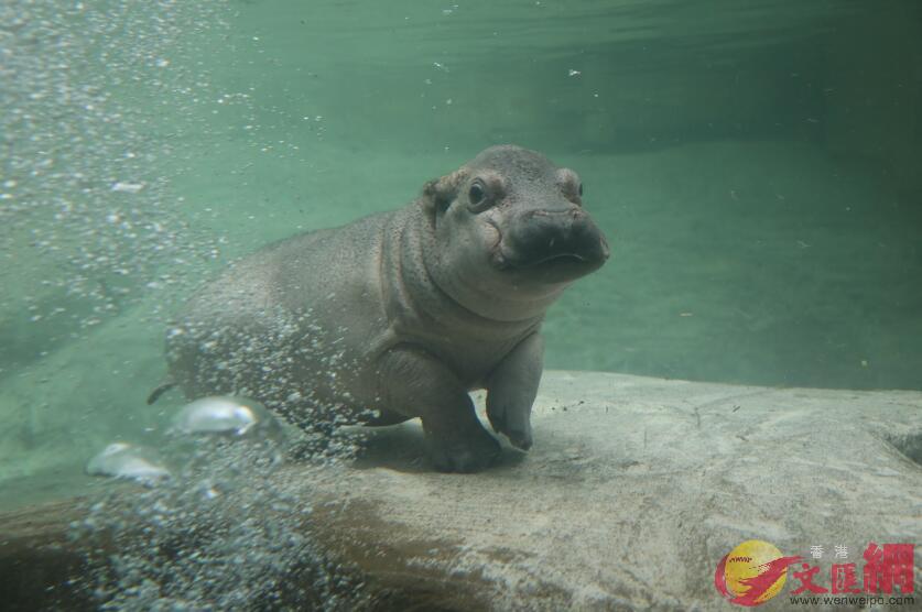 河馬寶寶精緻護膚�A保濕有招樂過冬�C�]記者胡若璋攝�^