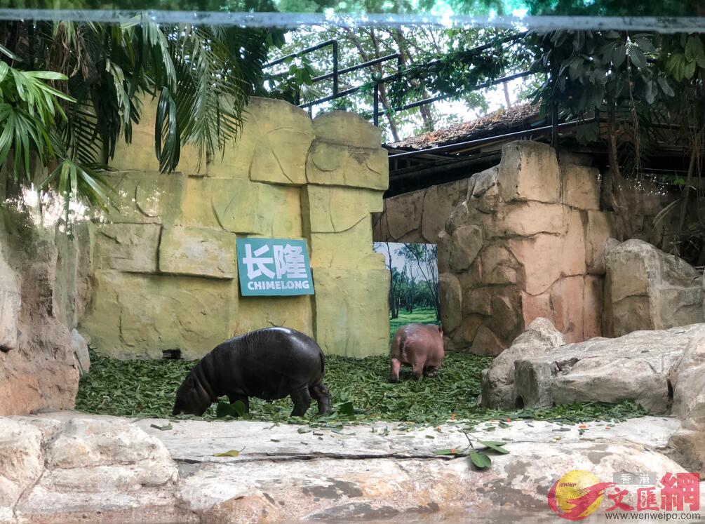 天干氣躁�A動物寶寶保濕有招�C�]記者胡若璋攝�^