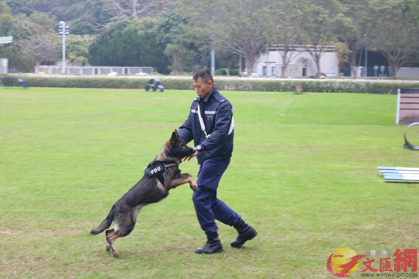 圖為警隊的警犬]資料圖片^