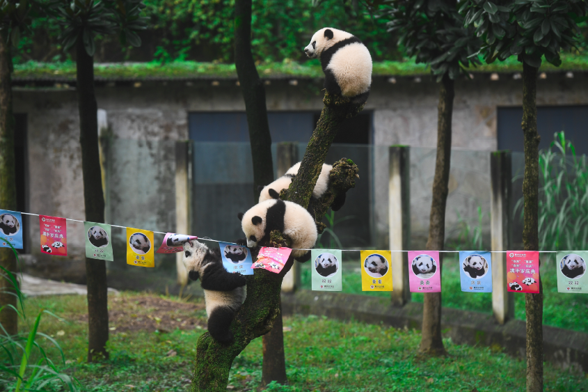 四隻可愛的熊貓寶寶已經半歲A圓滾滾地學習攀爬u賣萌vC(重慶動物園 供圖)