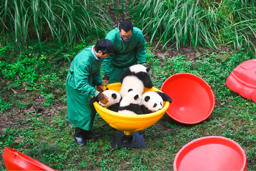 四隻大熊貓取名u雙重喜慶v之寓意C(重慶動物園 供圖)