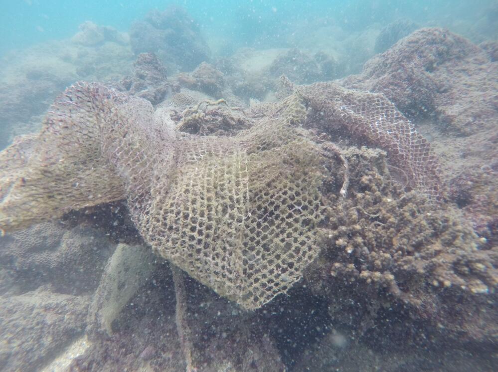 蓋在鹿角珊瑚上的廢棄漁網(潛愛大鵬志願者供圖)