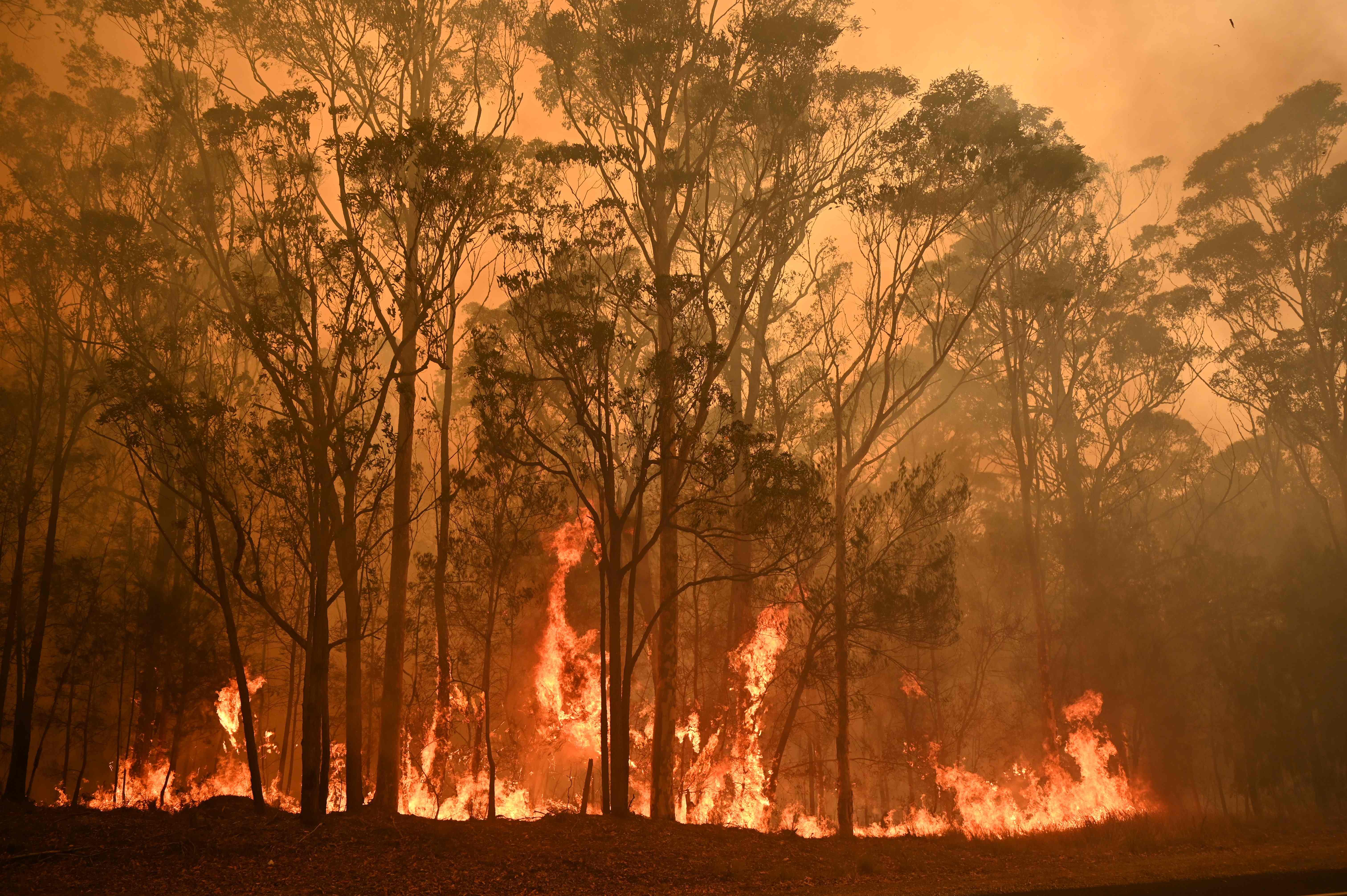 澳大利亞山火影響惡劣A嚴重破壞當地動植物生存狀況]新華社^