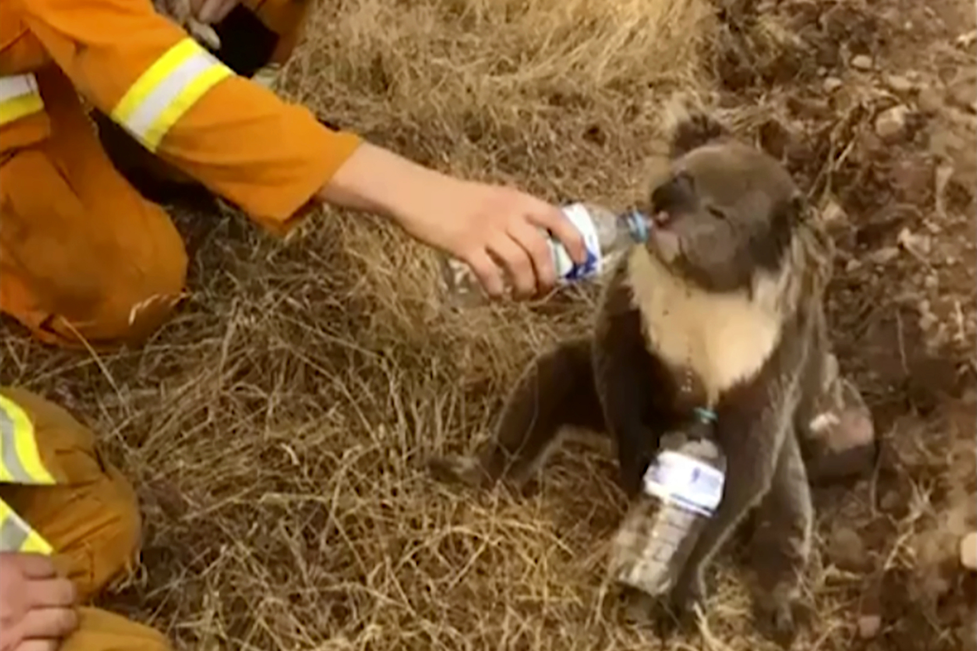 澳政府稱此次林火是威脅樹熊和岩袋鼠等動物品種的u生態災難v]美聯社^