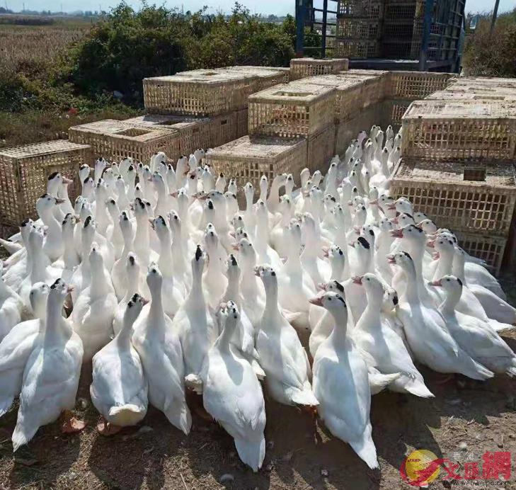 王立義從內地進口大量家禽輸送到香港大量餐館(記者李昌鴻 攝)
