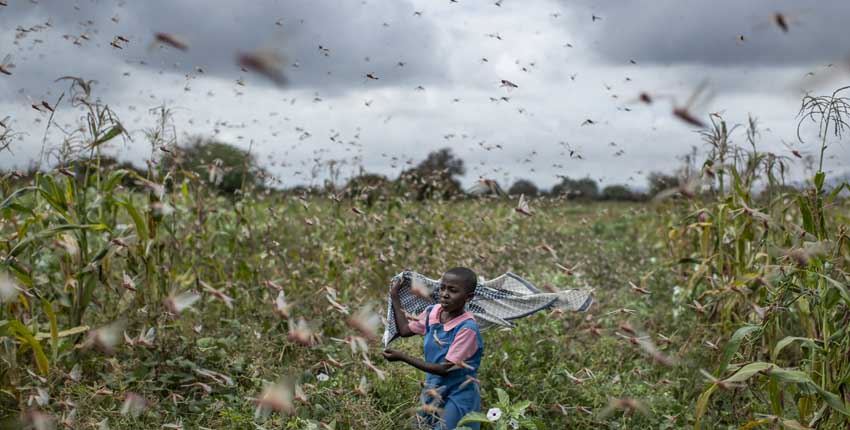 聯合國糧農組織(FAO)發布信息顯示A此次蝗災對農作物的破壞力是東非地區25年之最A是肯尼亞70年之最C目前A索馬里和埃塞俄比亞已宣佈農業生產完全停滯C(美聯社資料圖)