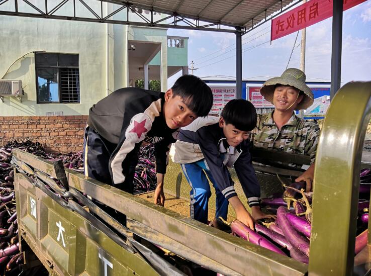 村裡一家老少齊上陣收菜裝C受訪者供圖