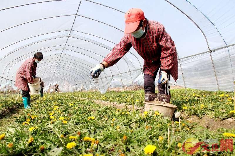 二都鎮昌紅蔬菜種植專業合作社生產基地內，農戶在勞作。記者王逍 攝