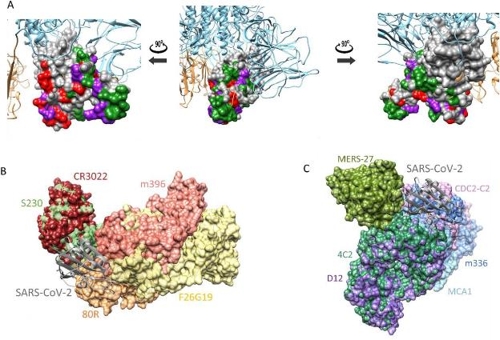 圖片上方為新冠病毒的刺突蛋白結構A下方左側和右側分別是u非典v]SARS^和中東呼吸綜合征]MERS^的刺突蛋白結構]韓聯社^