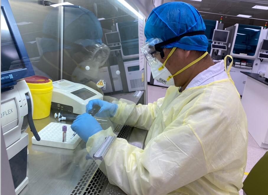 檢驗人員在生物安全櫃內進行新型冠狀病毒IgM和IgG抗體檢測
