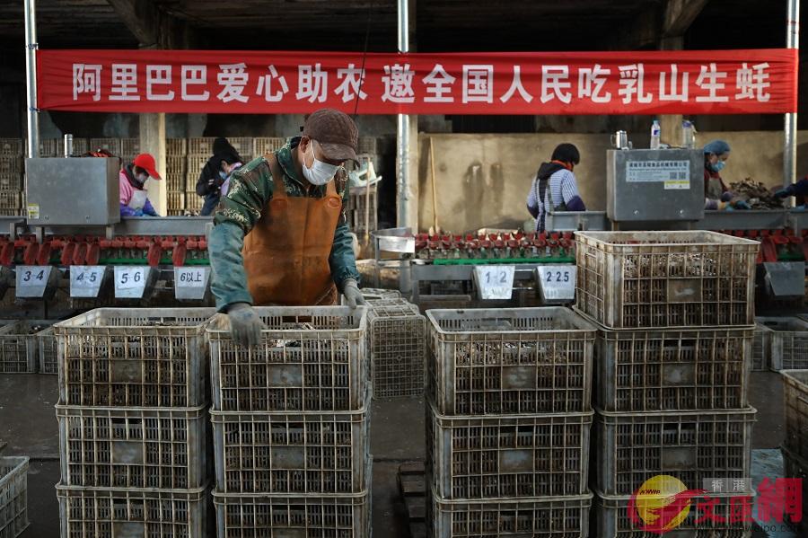 山東13萬噸牡蠣滯銷A圖為工人正在分裝牡蠣]香港文匯網^