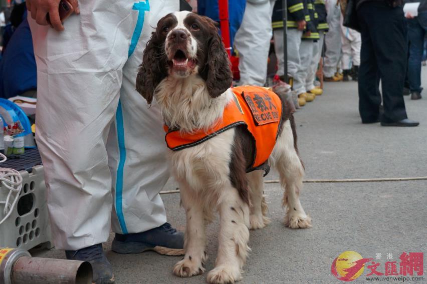 被輪替下來休息的搜救犬A安靜乖巧(蔣煌基 攝)