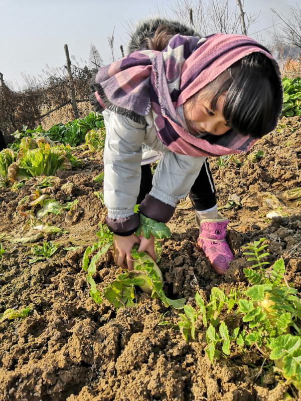 聶小姐女兒在田間挖野菜消磨時間C