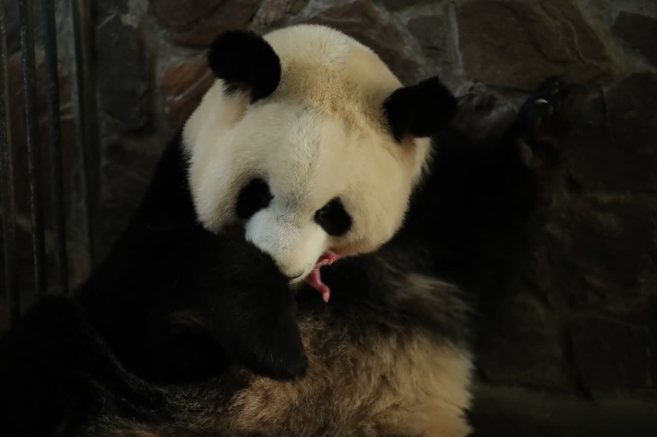 今年將滿17歲的u福娃v一共誕下了5胎8只大熊貓(受訪者供圖)