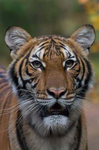 美國動物園一老虎對新型冠狀病毒測試呈陽性(法新社)