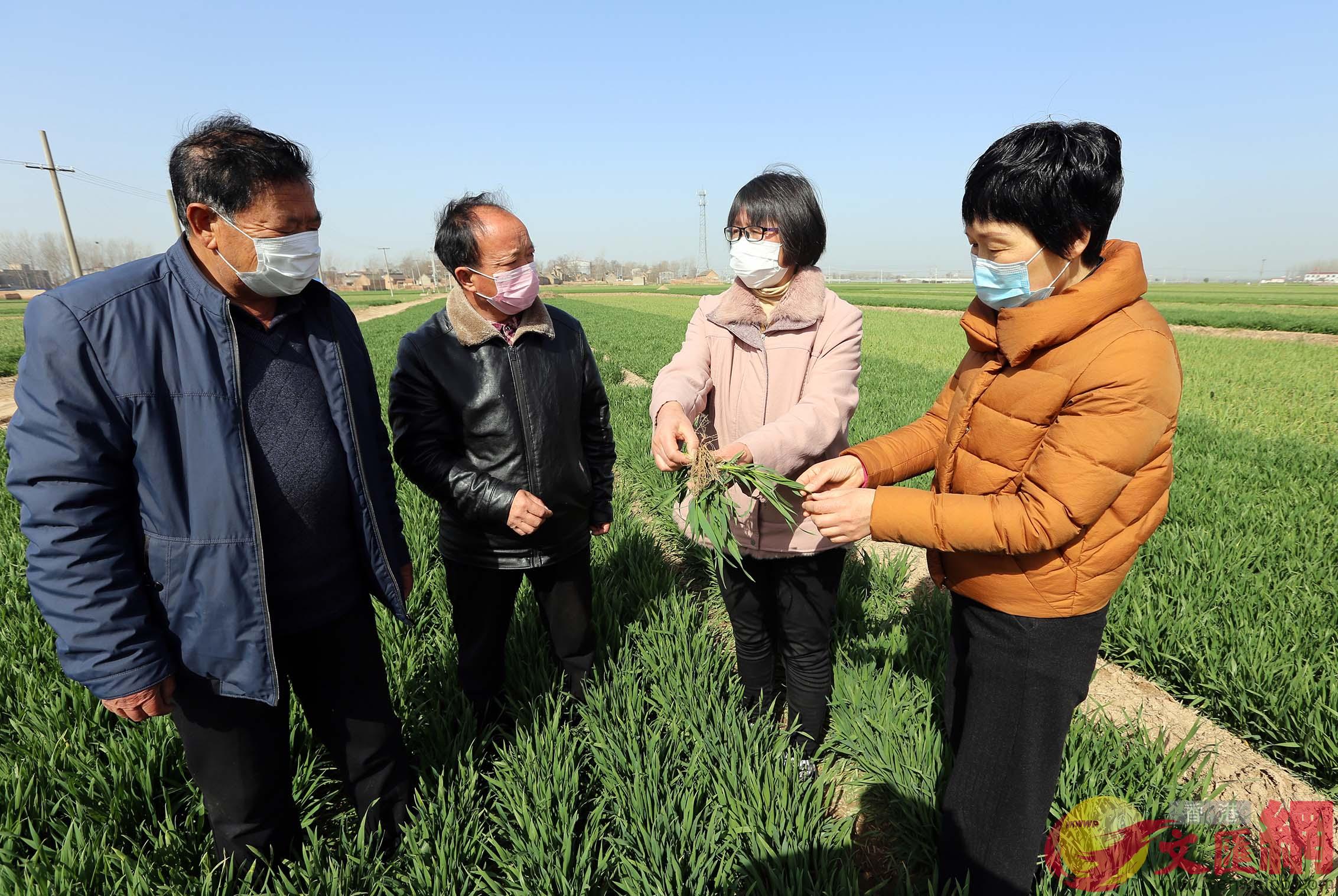 河南小麥長勢也好於常年A圖為杞縣農業專家對全縣的小麥等農作物開展農情調查(馮雷 攝) 