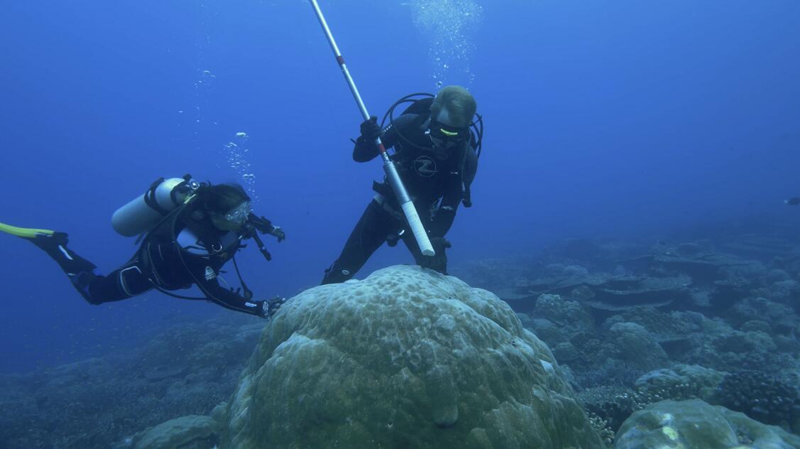 研究人員在蘇門答臘群島潛水鑽取珊瑚岩芯標本。(「中央社」資料圖片)