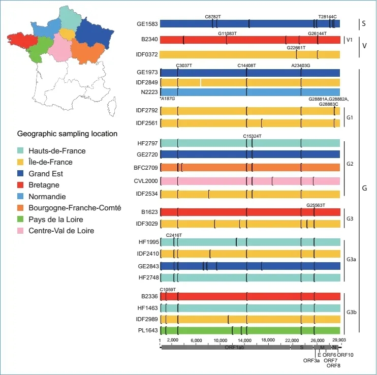 法國新冠肺炎樣本單核酸多態性發生部位比較圖