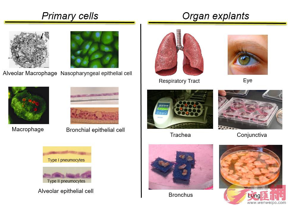 研究中使用的原代細胞和器官外植體 圖片來源：香港大學新聞中心