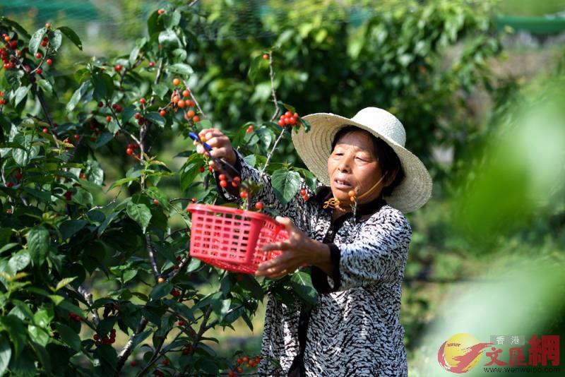 農民在安徽合肥豐樂鎮鳳嶺苗木種植扶貧產業園裏採摘櫻桃 新華社