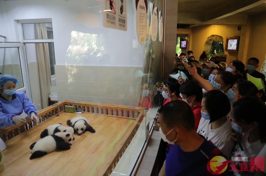 第一次和熊貓雙胞胎寶寶正式見面A援鄂醫療隊隊員們紛紛拿出手機拍照
