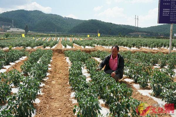 白石巖村連片種植朝天椒1006畝A成為辣椒專業村]香港文匯網記者 丁樹勇 攝^