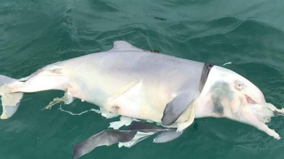 中華白海豚屍體已嚴重腐爛 (網上截圖)