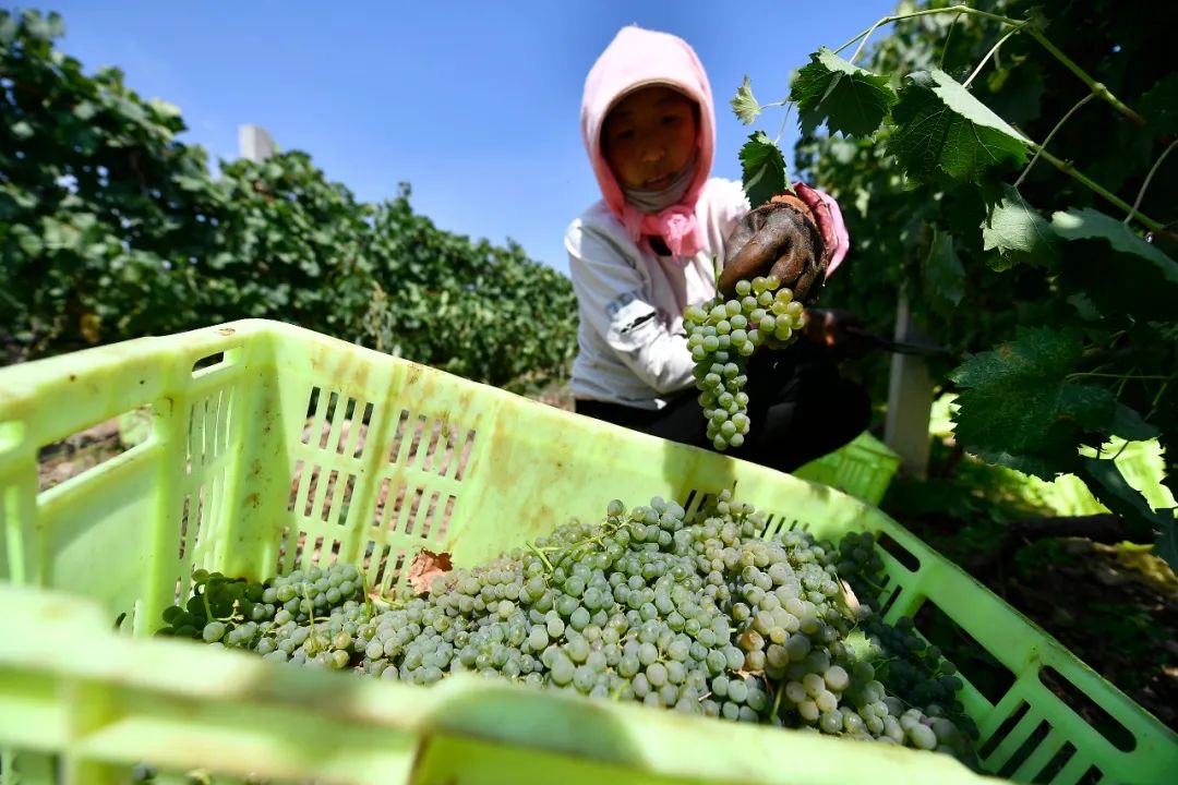 在閩寧鎮立蘭酒莊葡萄種植基地A農民在採收葡萄C