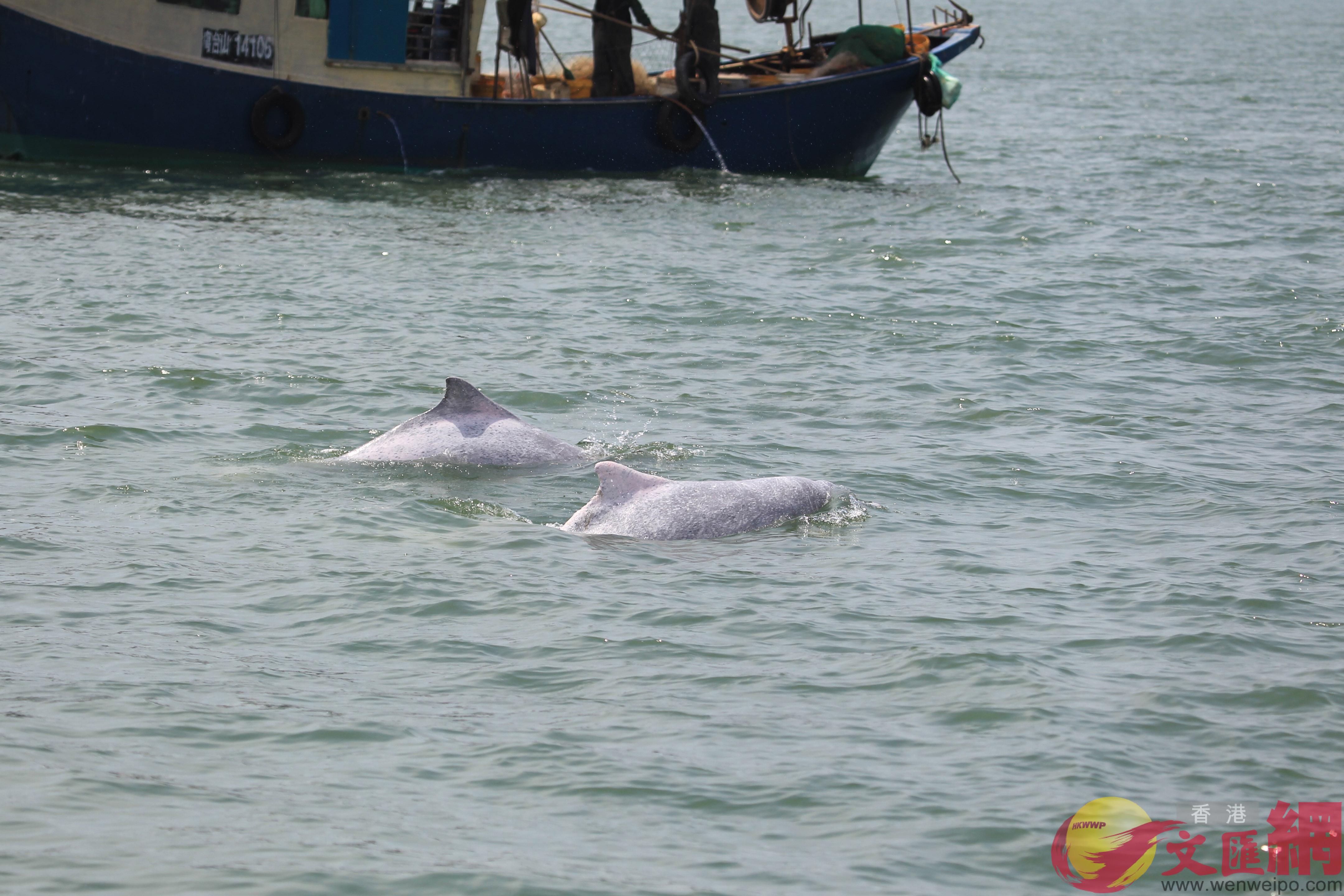 廣東省中華白海豚國家重要濕地�A是全國中華白海豚分佈最密集的區域�C(方俊明攝)